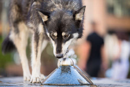 The dog drinks water from a fountain
