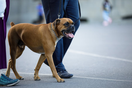 angry dog in the street backgroundの写真素材