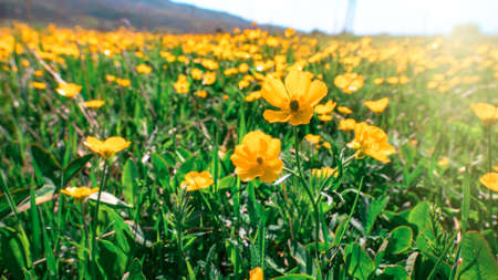 The yellow flower fields on bright days