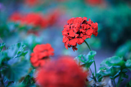 red or orange flowers in the gardenの写真素材