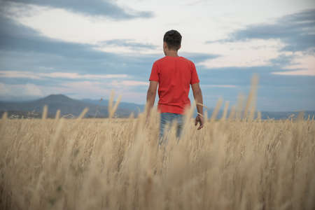 The man in the field of barley earsの写真素材