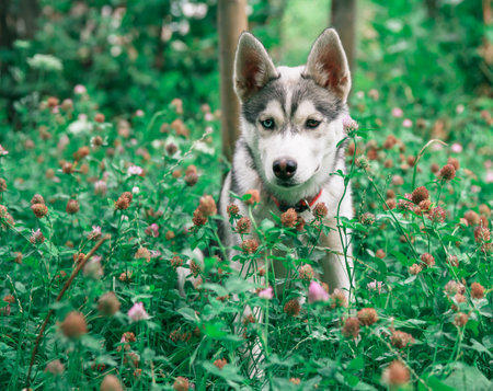 Portrait of a dog in the grass in the forest.の写真素材