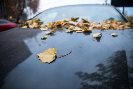 autumn yellow leaves on the carの写真素材