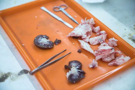 dissected animal in the tray.の写真素材