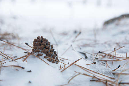 fir cones with snow in front of white backgroundの写真素材