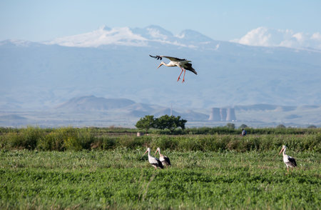 storks in the field in mountain backgroundの写真素材