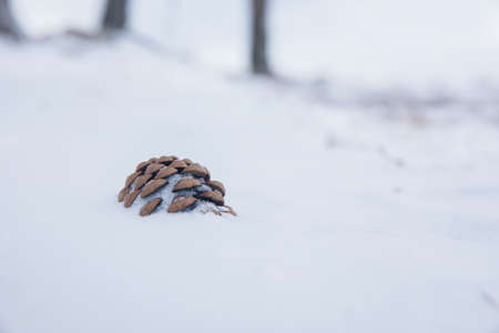 fir cones with snow in front of white background