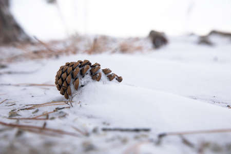 cone in the snow under the treeの写真素材