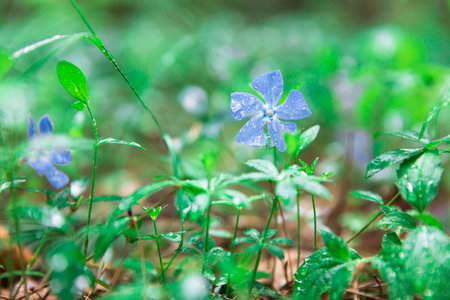 beautiful spring blue flowers on gardenの写真素材