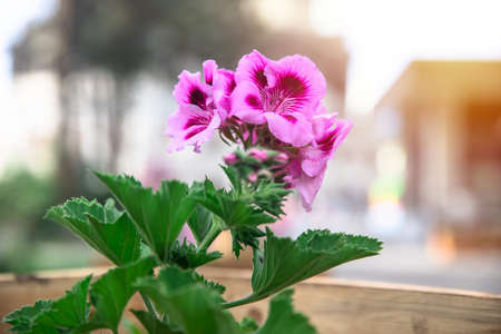 purple flowers in the street backgroundの写真素材