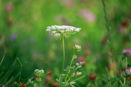 Beautiful spring flower in the garden