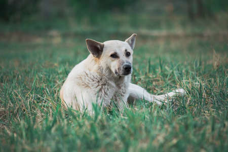 The white cute dog sitting in grass.の写真素材