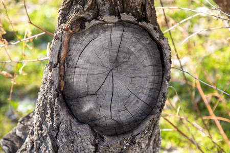 Tree stump with annual rings. selective focus.