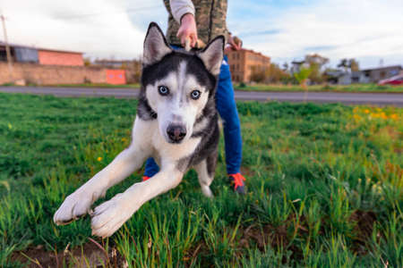 dog animal outdoor happy parkの写真素材