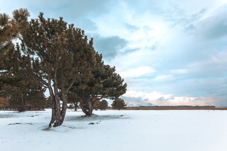Pine trees stand in the snow under the clouds