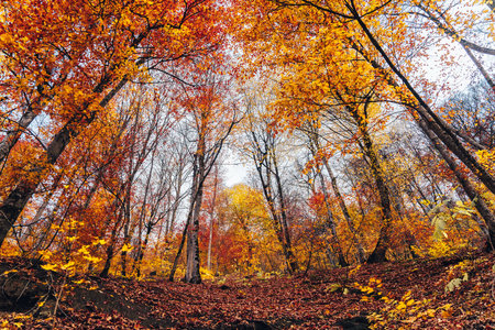 Colorful autumn forest during the dayの写真素材