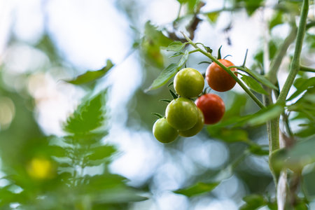Unripe tomatoes are hung over a bushの写真素材
