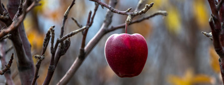 Ripe red apple weighs on a branch