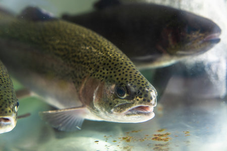 Trout in an aquarium for sale