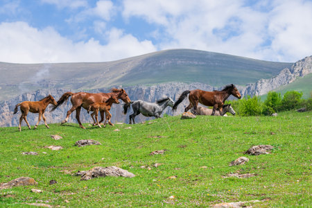 Horses graze in the mountains during the dayの写真素材
