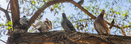 doves on a tree branch in sunny day