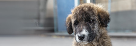 A little cute dog in the street