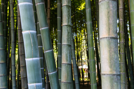 Bamboo forest top view. green forestの写真素材