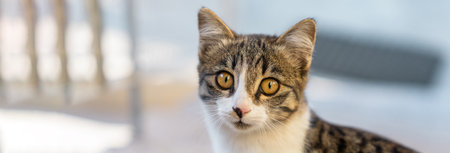 Street gray cat looks into the lens