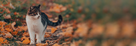 The cat sits on yellow leaves in autumnの写真素材