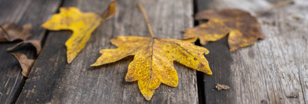 Old boards and autumn leaves as a background