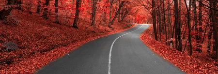 Asphalt road goes through colorful autumn forestの写真素材