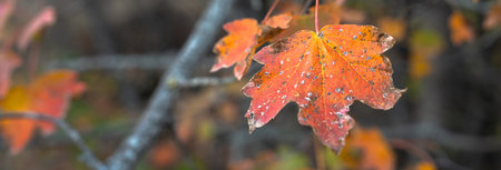 Red leaf of a tree on a branch in autumn