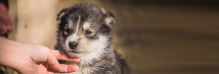 woman hand with dog in natureの写真素材