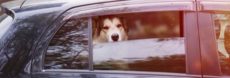 dog in car in streetの写真素材