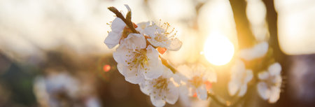 Beautiful spring white flowers on a tree at sunset