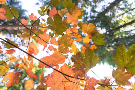 Yellow leaves in the forest on a treeの写真素材