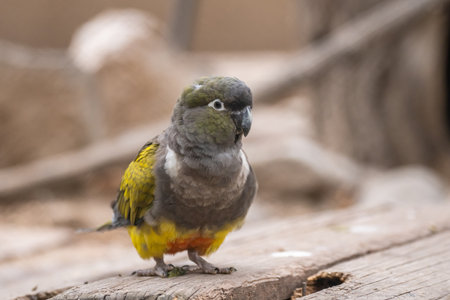 Parrot stands on the boardの写真素材