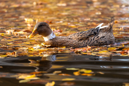 Duck swims in a pond with autumn leaves during the dayの写真素材