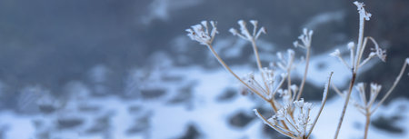 Dried flowers in a meadow in snowy fieldの写真素材