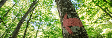 Arrow on the tree in forest backgroundの写真素材