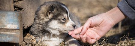 Female and dog in the garden background
