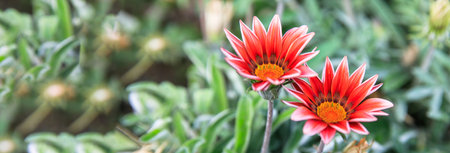 orange flower on a green background of grassの写真素材