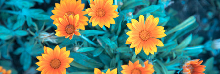 Sunny orange chrysanthemums in the gardenの写真素材