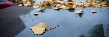 autumn yellow leaves on the carの写真素材