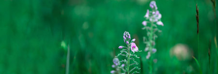 pink or purple flowers in gardenの写真素材