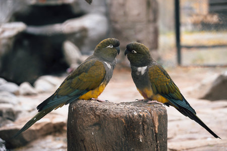 Parrot stands on the boardの写真素材