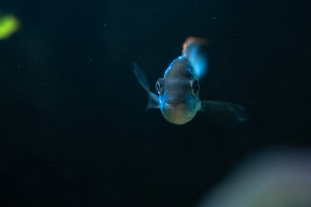 Beautiful fish in an aquariumの写真素材