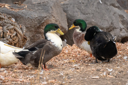Mallards stand on the ground in autumn