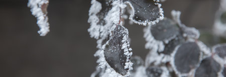 Snow on rose petals in winter