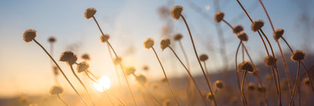 Beautiful grass flower light evening.の写真素材
